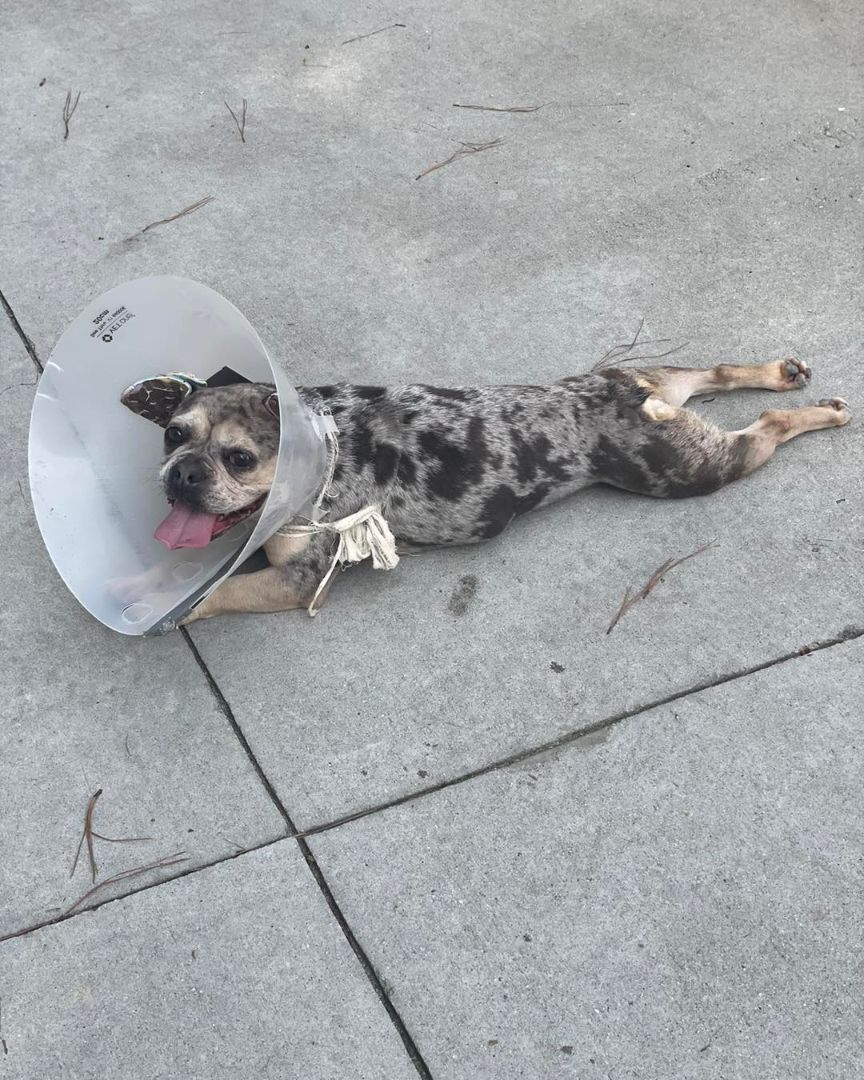 Enlarge Katinka, a Adopted French Bulldog in Grayson, GA image 3/11