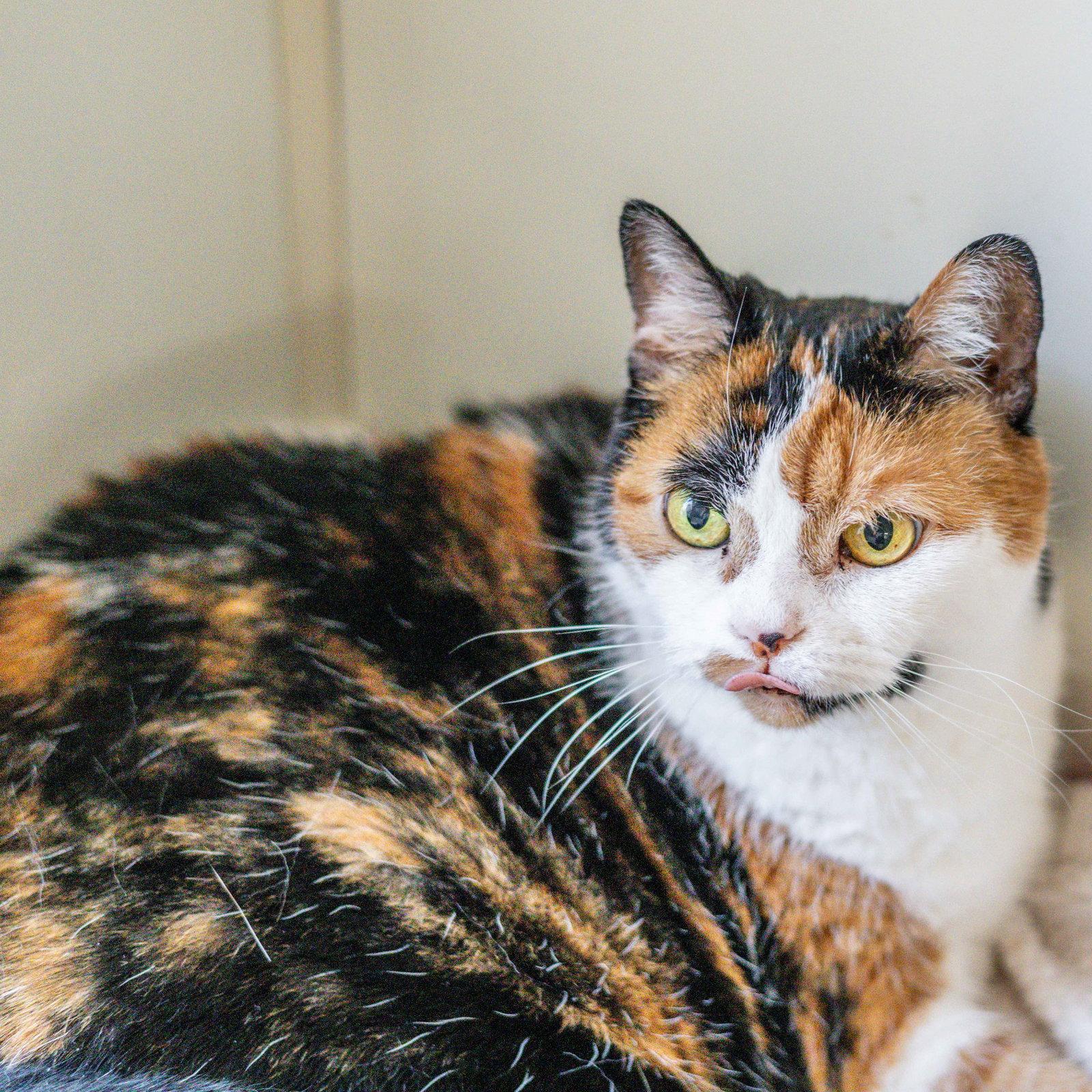 Sophie, Adoptable, Senior Female Domestic Short Hair.