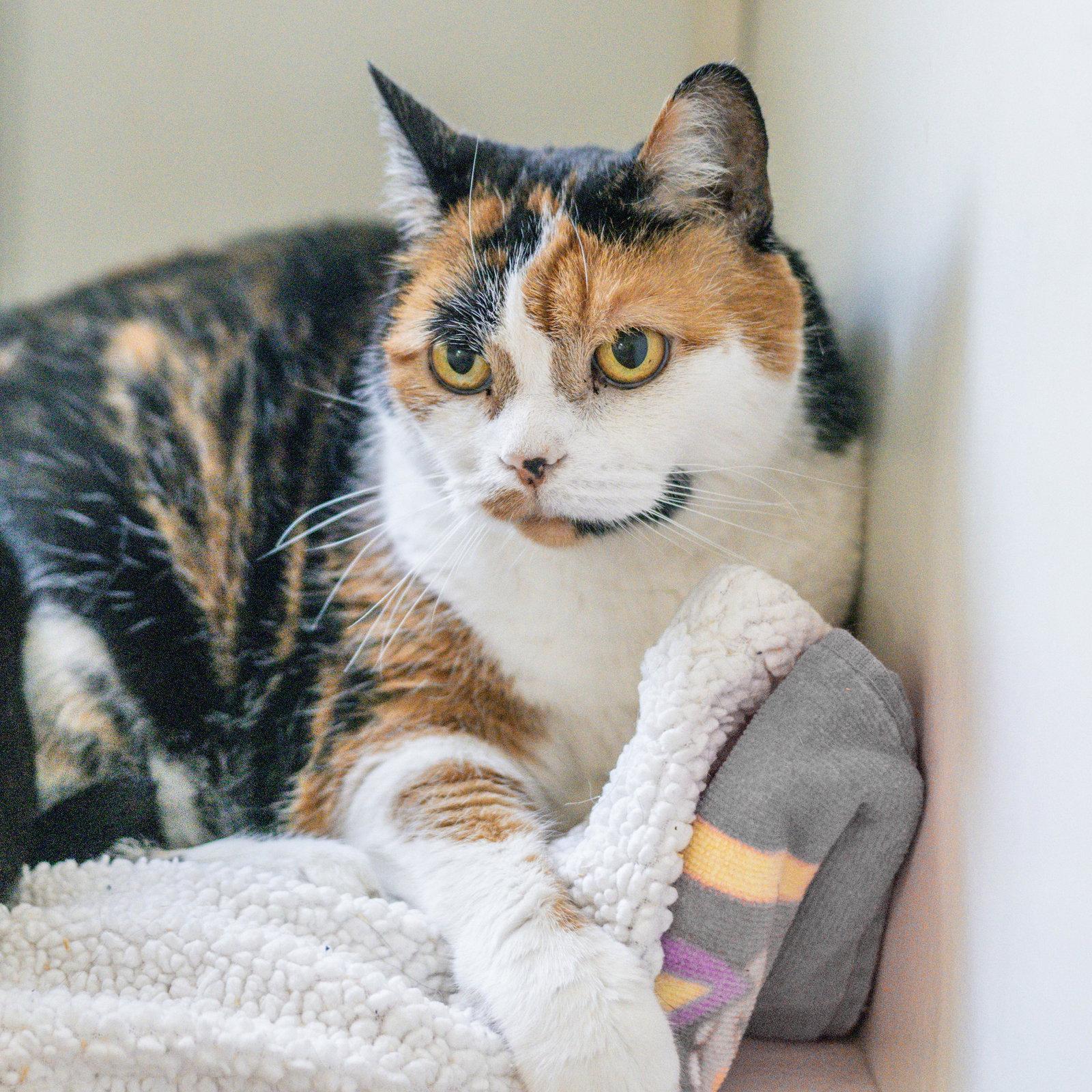 Enlarge Sophie, a Adoptable Domestic Short Hair in Hilton Head Island, SC image 2/3