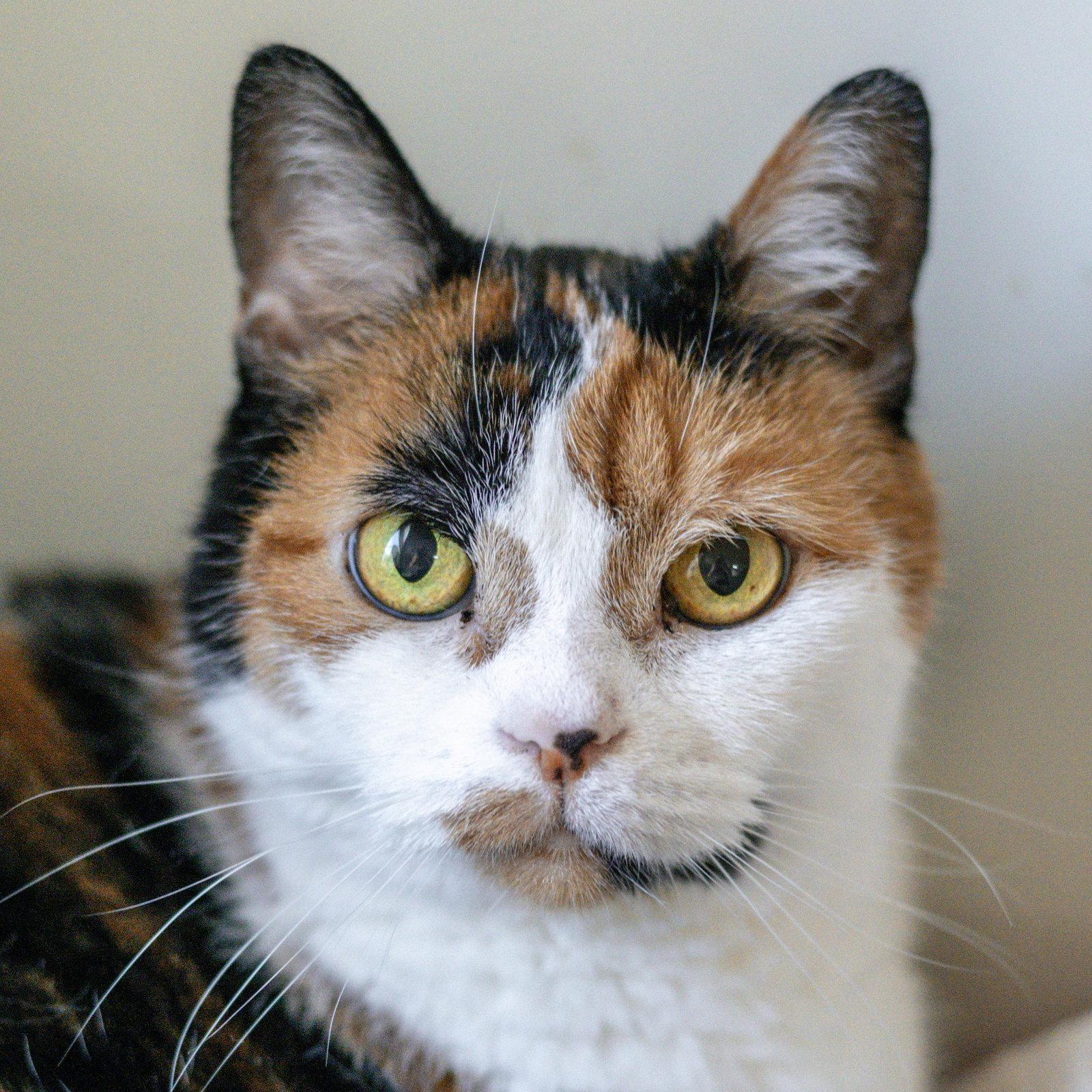 Enlarge Sophie, a Adoptable Domestic Short Hair in Hilton Head Island, SC image 3/3