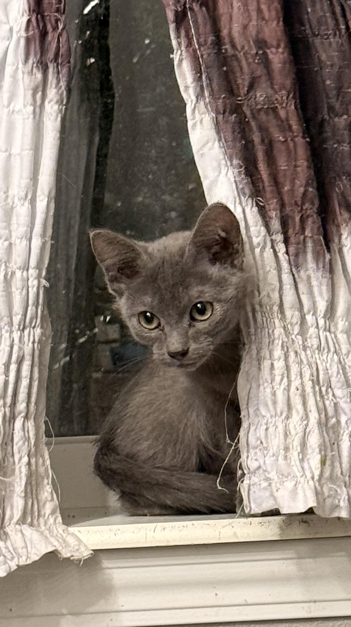 Ozzy, Adopted, Young Male Russian Blue.