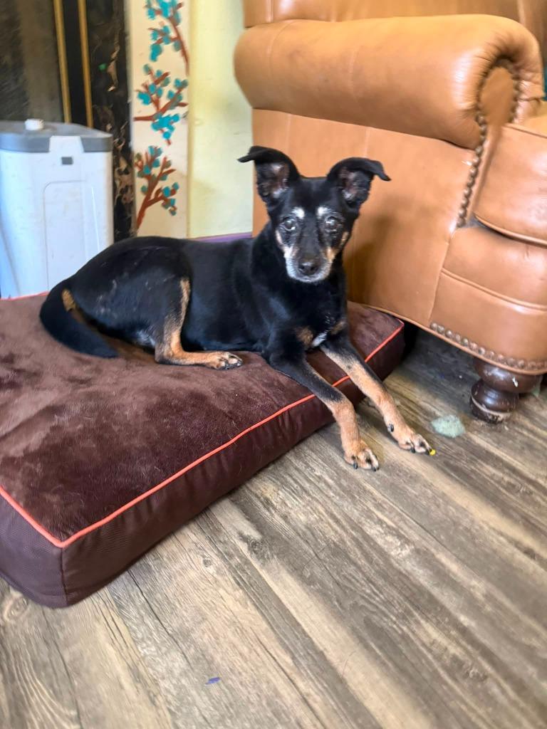 Honey, Adoptable, Senior Female Terrier & Shepherd.