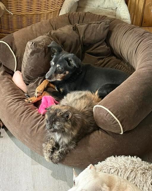 Enlarge Honey, a Adoptable Bull Terrier in Libertyville, IL image 3/4