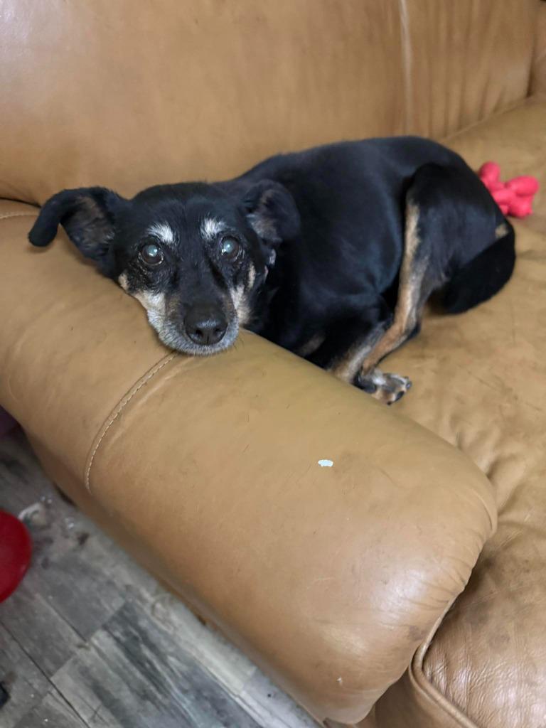 Enlarge Honey, a Adoptable Bull Terrier in Libertyville, IL image 4/4