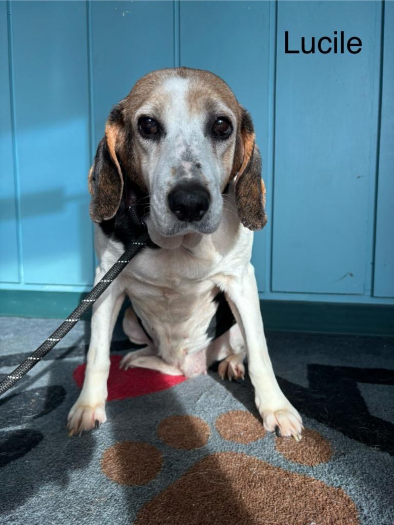 B19 Lucille, Adoptable, Senior Female Beagle & Hound.