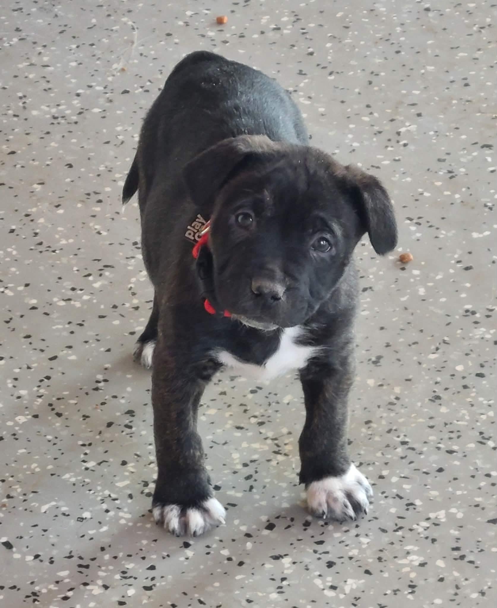 Bugs , Adoptable, Puppy Male American Staffordshire Terrier.