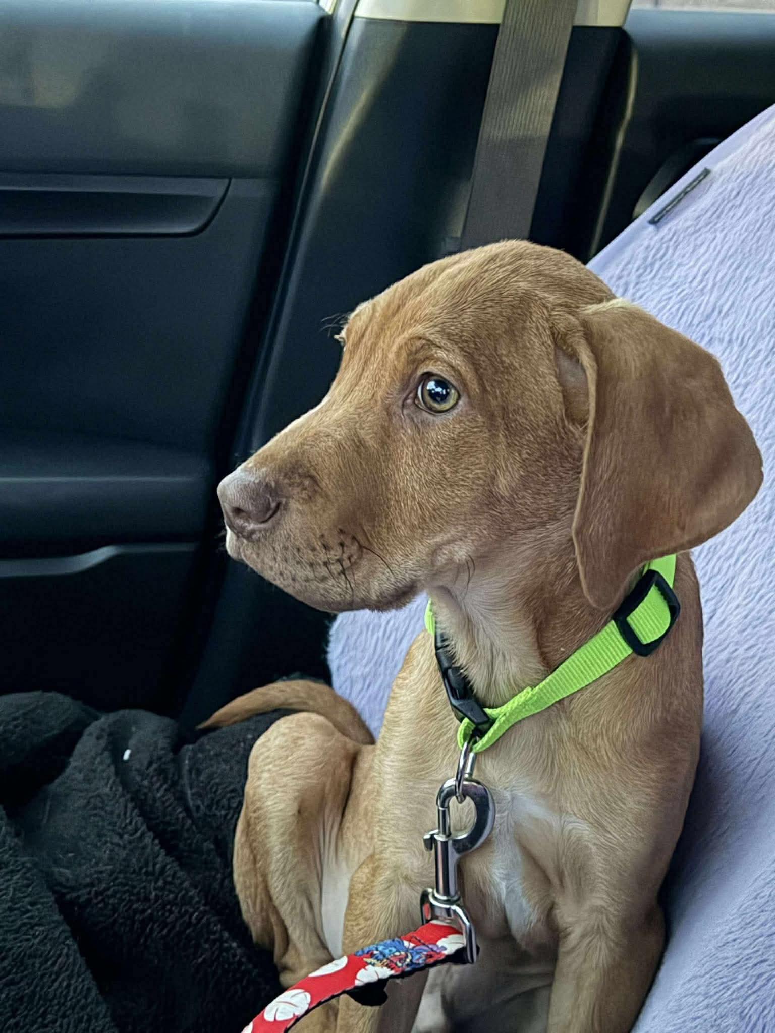 Enlarge Roger, a Adoptable mixed breed in Duluth, MN image 1/3