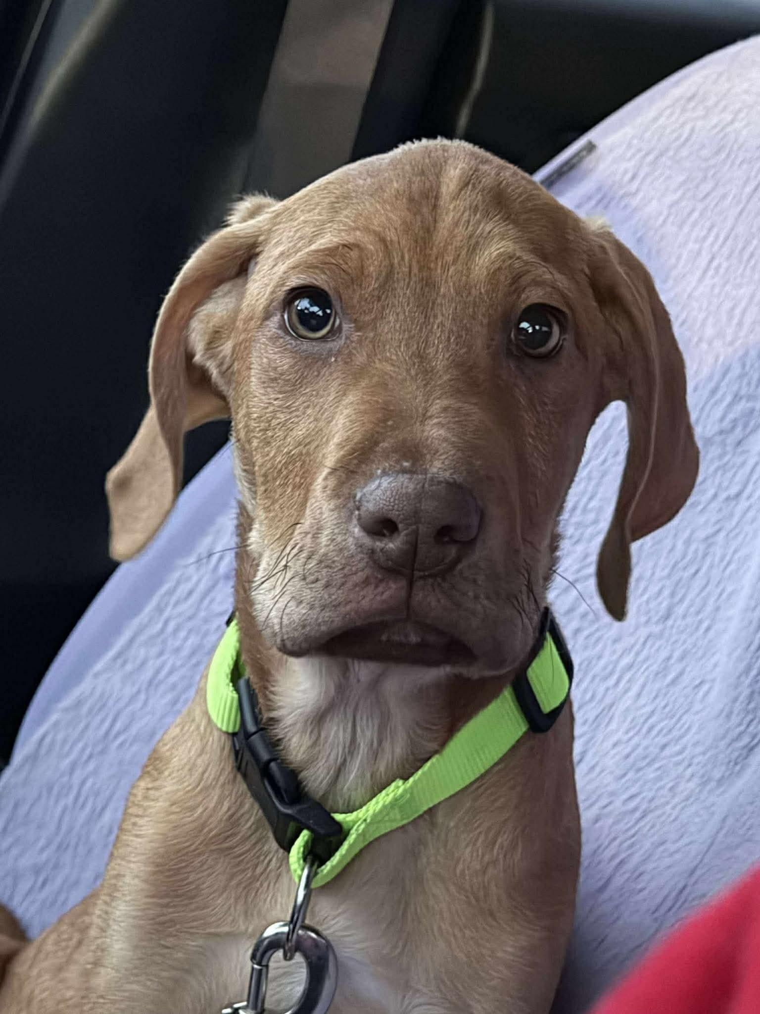 Enlarge Roger, a Adoptable mixed breed in Duluth, MN image 2/3