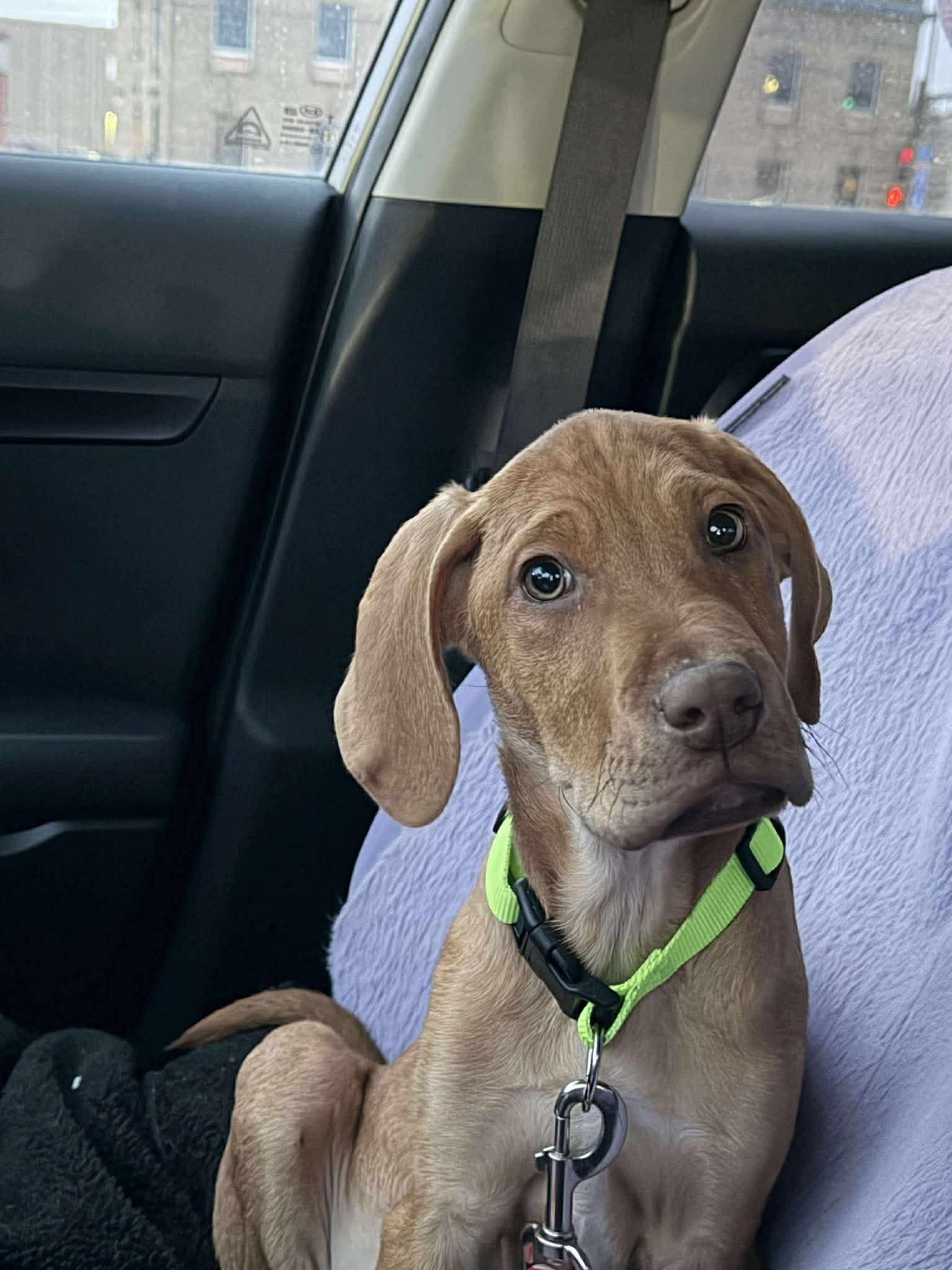 Enlarge Roger, a Adoptable mixed breed in Duluth, MN image 3/3
