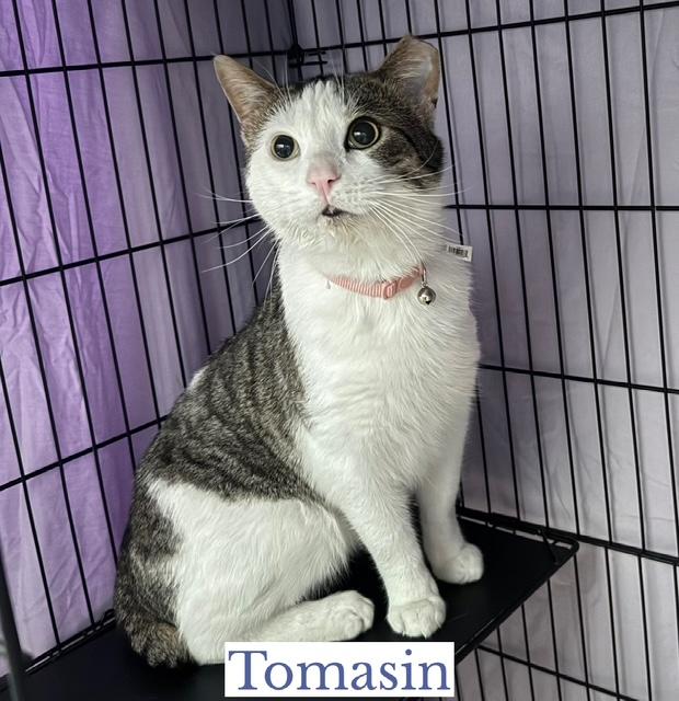 Tomasin, adopted, Adult Male Domestic Short Hair.