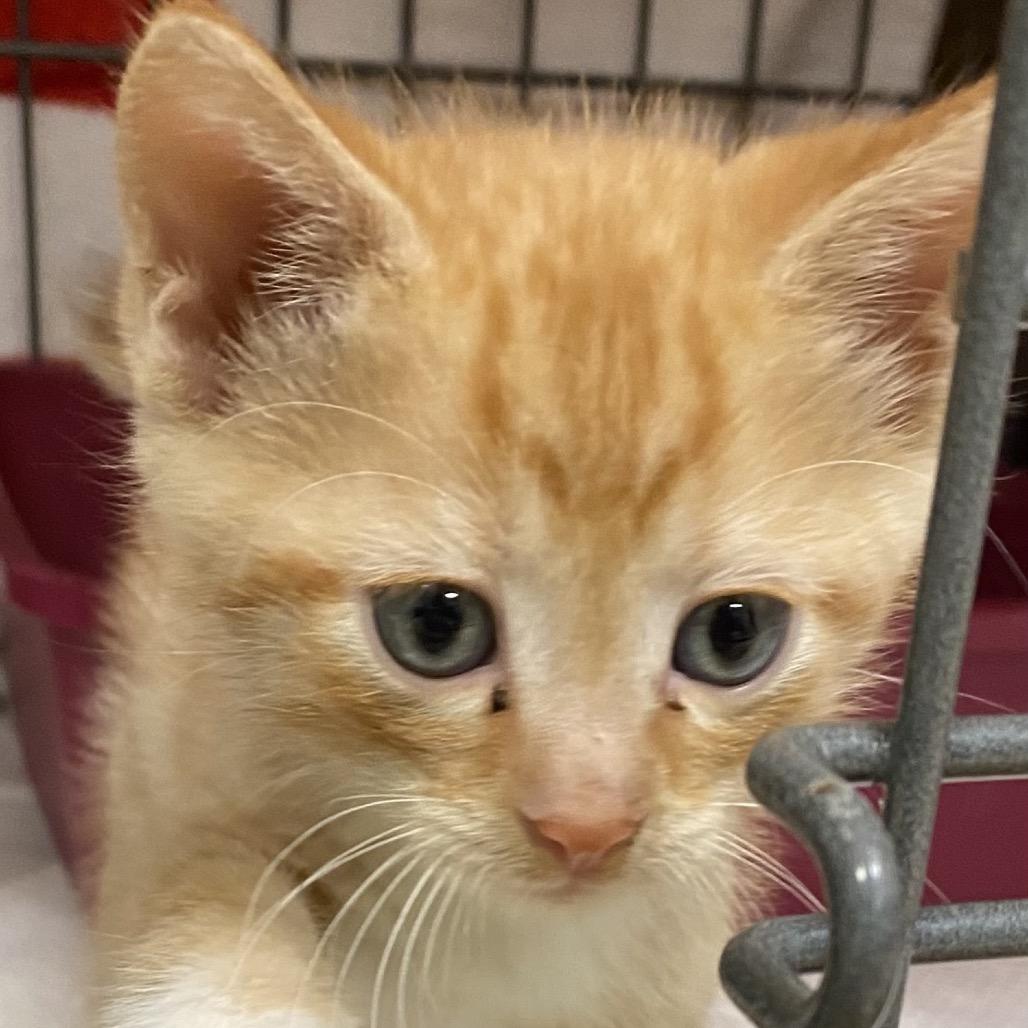 Joey, Adoptable, Kitten Male American Bobtail & Domestic Short Hair.