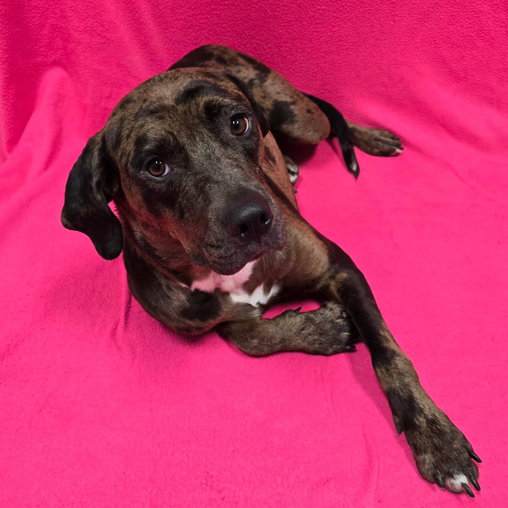 Hannah, adoptable, Young Female Catahoula Leopard Dog.