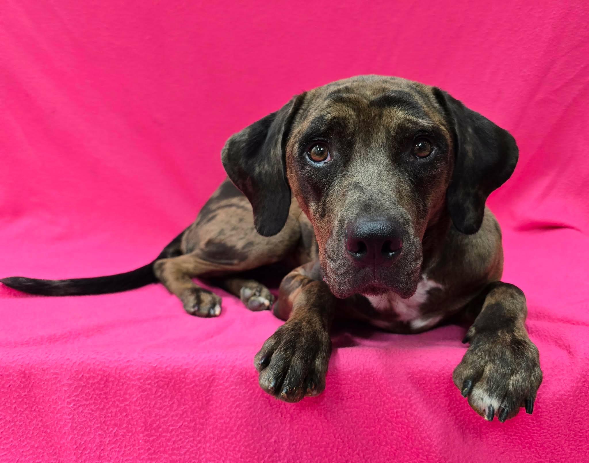 Enlarge Hannah, an adoptable mixed breed in Frankfort, IN image 3/6