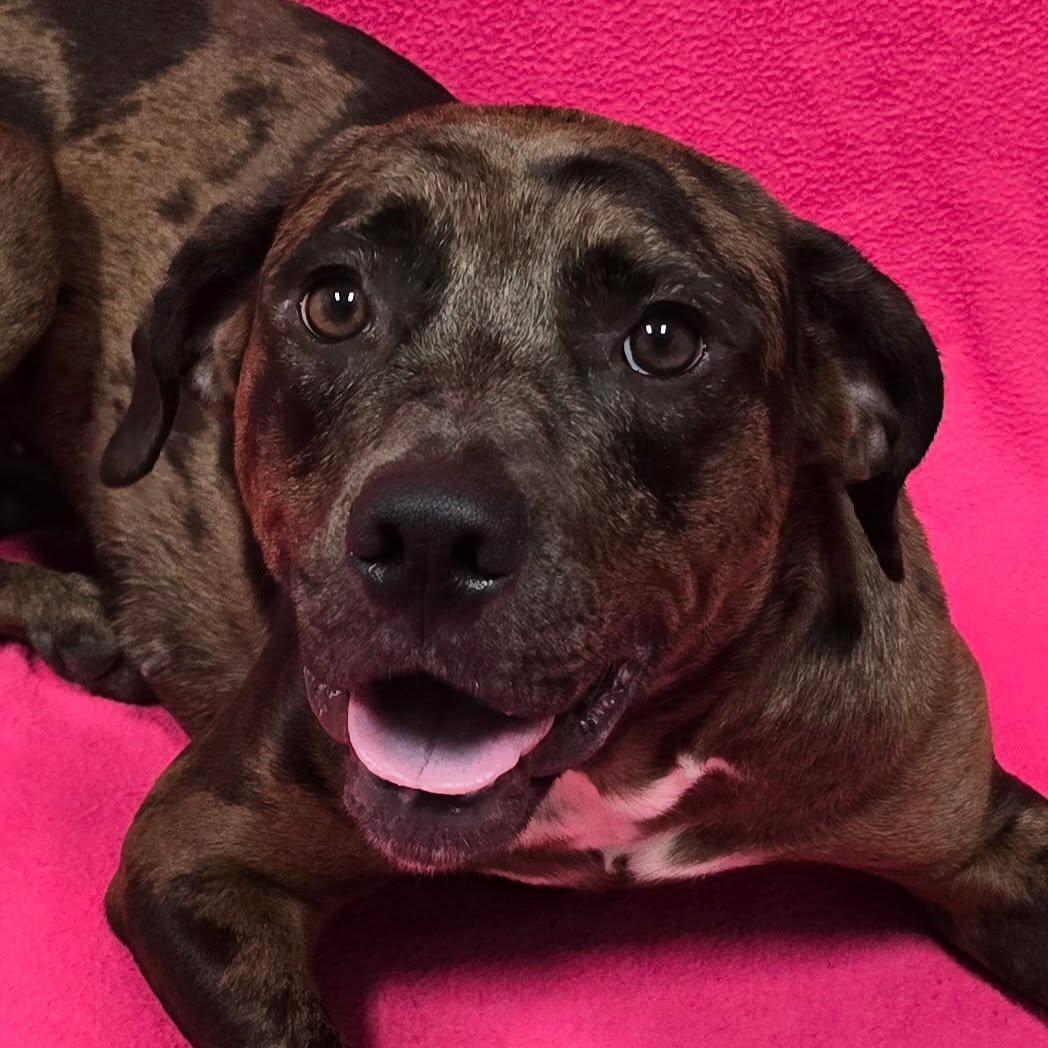Enlarge Hannah, an adoptable mixed breed in Frankfort, IN image 2/6