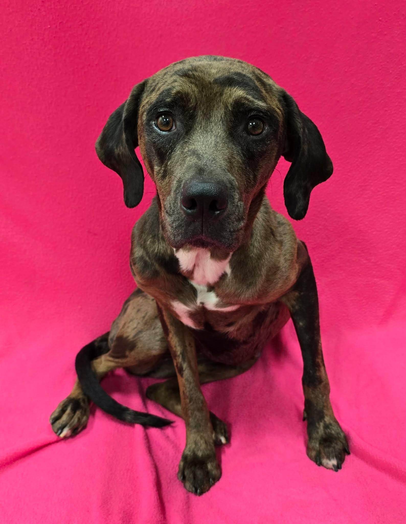Enlarge Hannah, an adoptable mixed breed in Frankfort, IN image 4/6