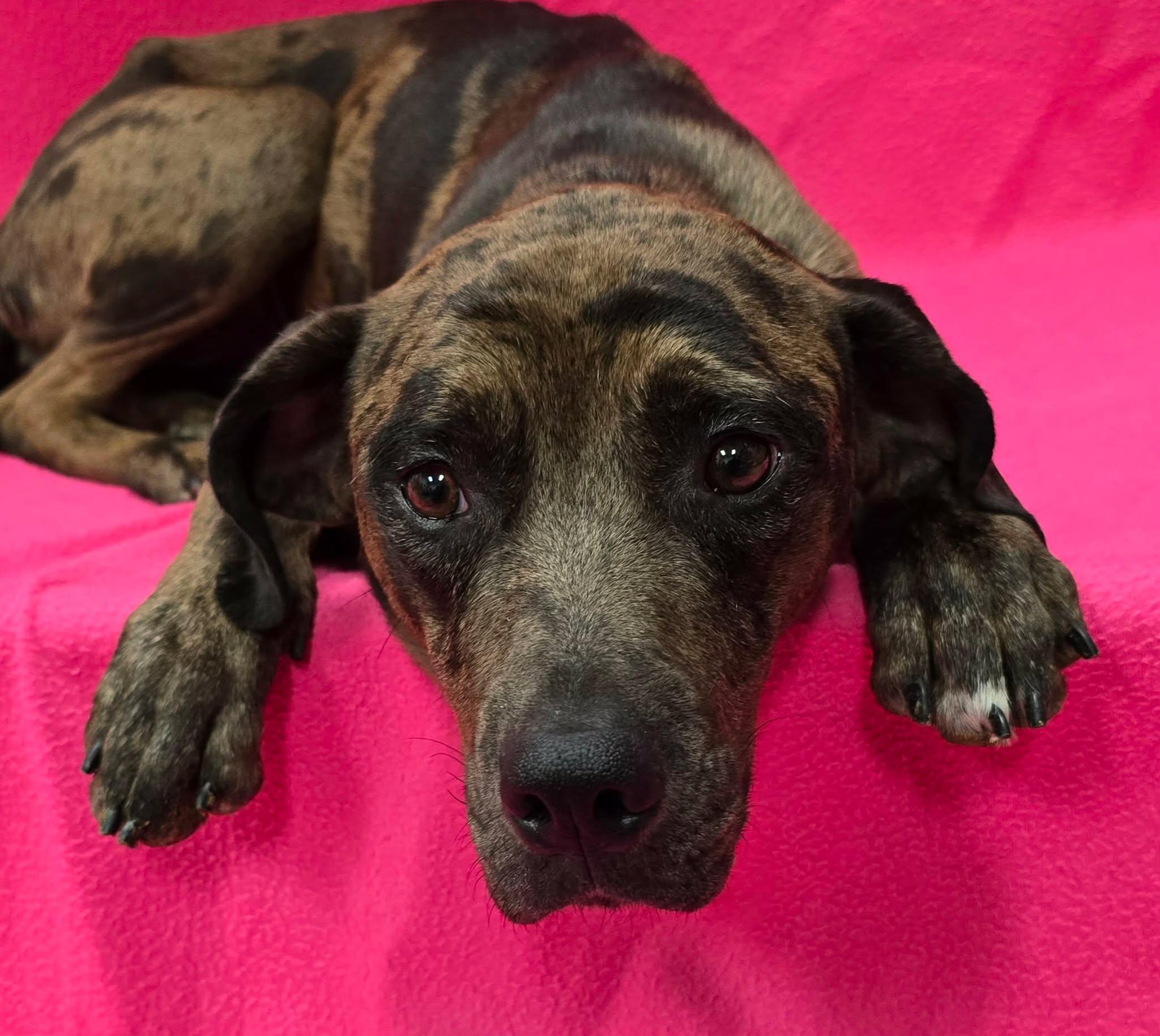 Enlarge Hannah, an adoptable mixed breed in Frankfort, IN image 6/6