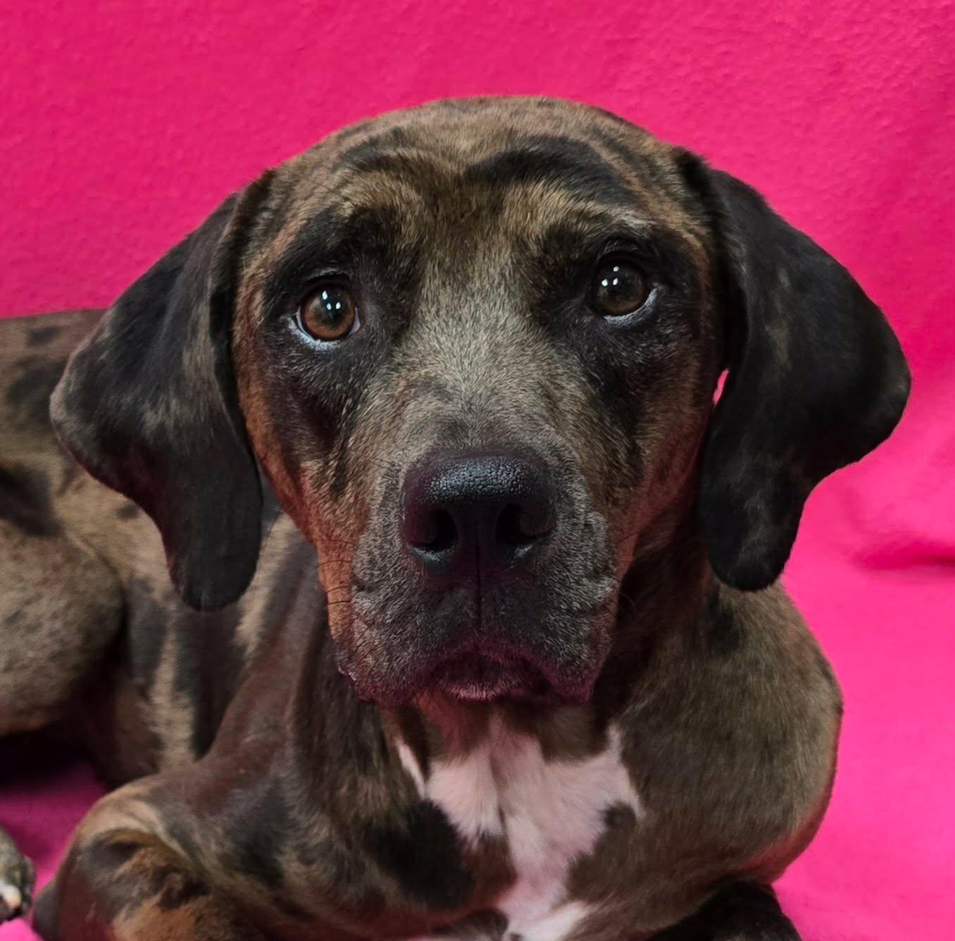 Enlarge Hannah, an adoptable mixed breed in Frankfort, IN image 5/6