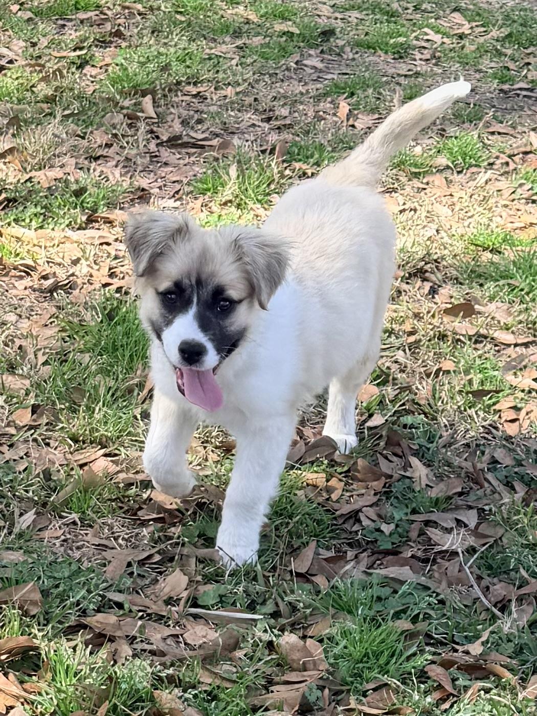 Enlarge Molly, an adopted mixed breed in Baker, LA image 5/6