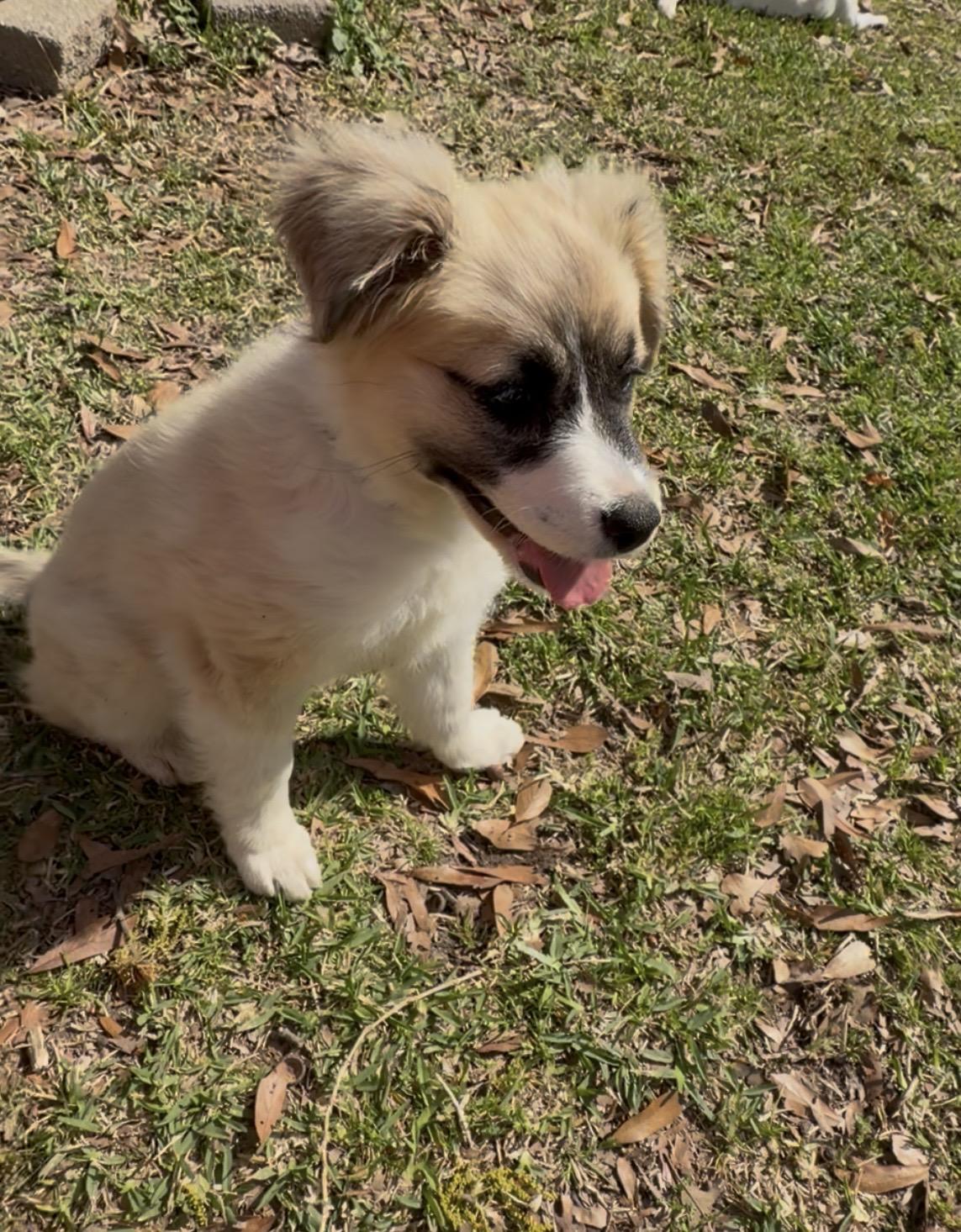 Enlarge Molly, an adopted mixed breed in Baker, LA image 1/6