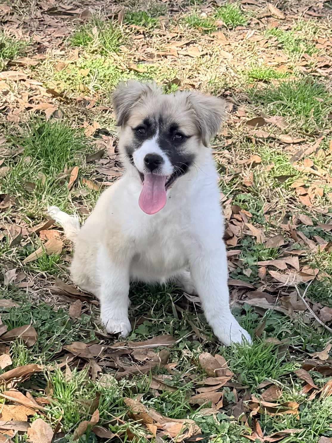 Enlarge Molly, an adopted mixed breed in Baker, LA image 3/6