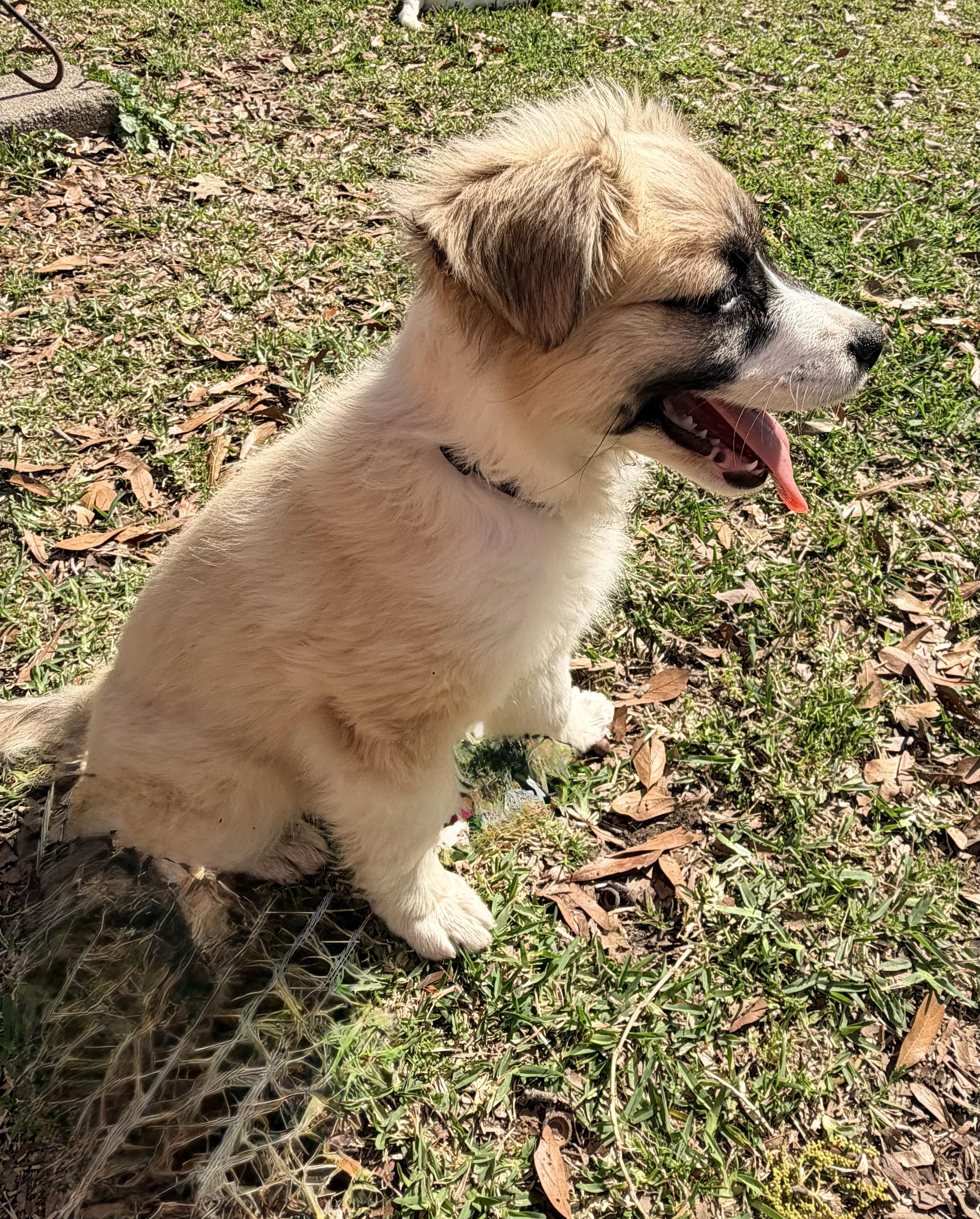 Enlarge Molly, an adopted mixed breed in Baker, LA image 6/6