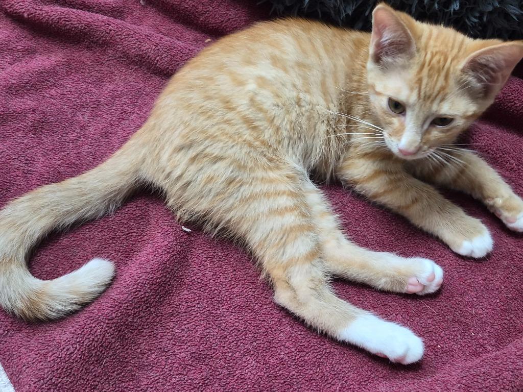 Enlarge Zirkar, a Adoptable mixed breed in Clinton, SC image 2/4