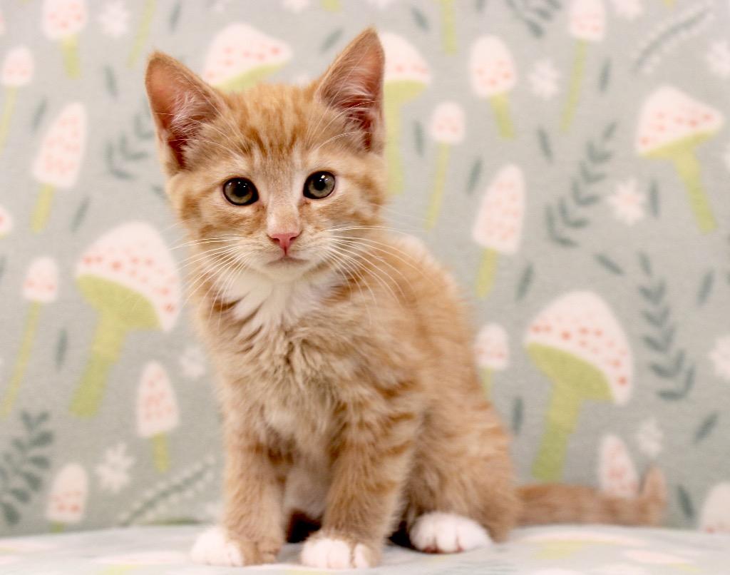 Zirkar, a Adoptable mixed breed in Clinton, SC image 1/2