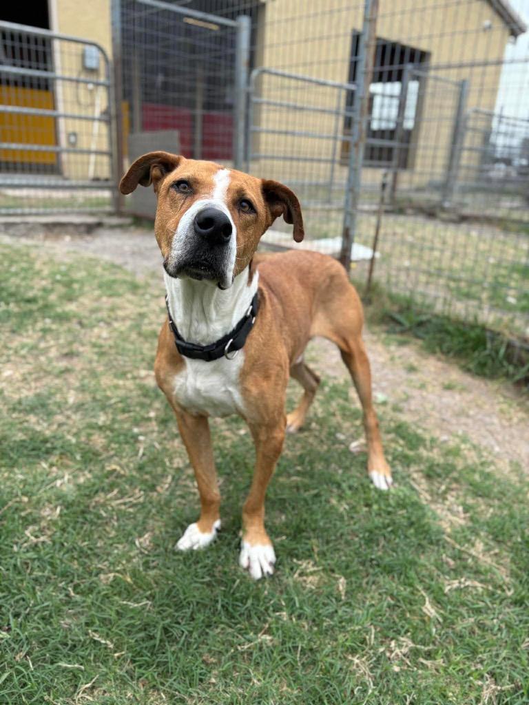 Champ, Adoptable, Adult Male Retriever.