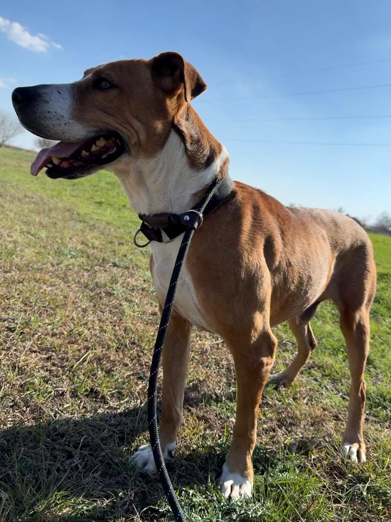 Enlarge Champ, a Adoptable Retriever in New Braunfels, TX image 2/6