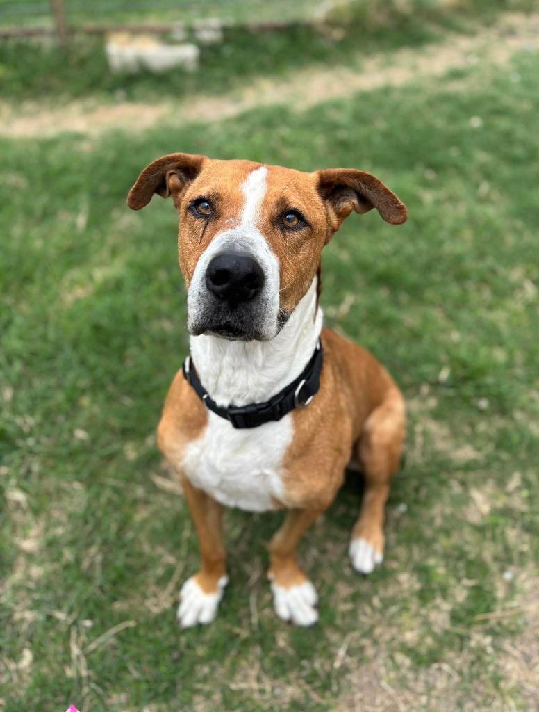 Enlarge Champ, a Adoptable Retriever in New Braunfels, TX image 3/6