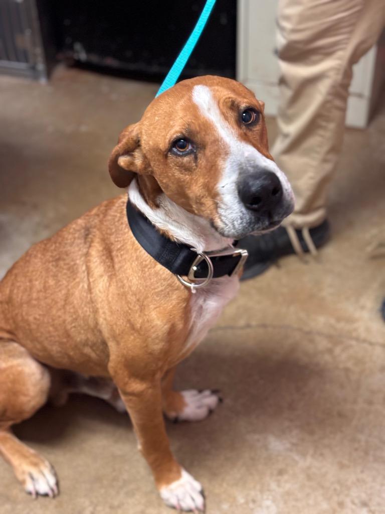 Enlarge Champ, a Adoptable Retriever in New Braunfels, TX image 4/6