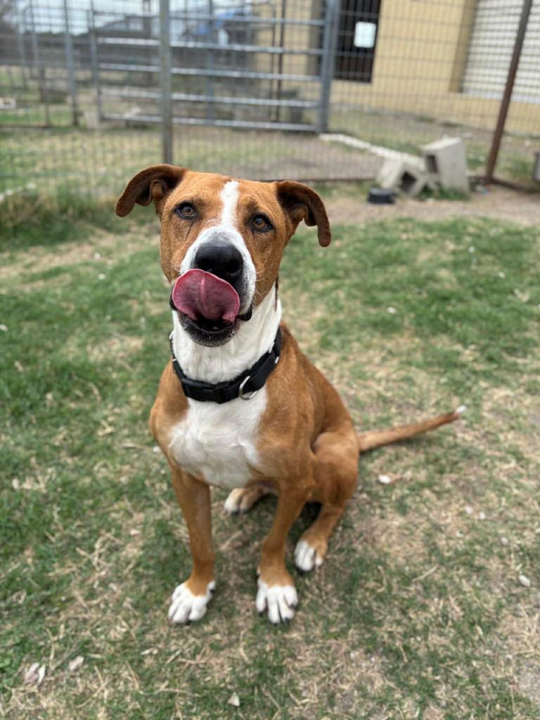 Enlarge Champ, a Adoptable Retriever in New Braunfels, TX image 5/6