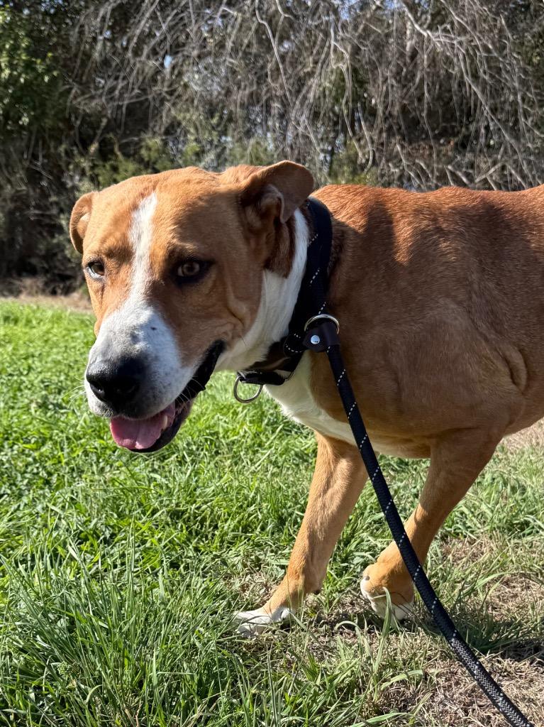 Enlarge Champ, a Adoptable Retriever in New Braunfels, TX image 6/6