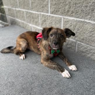 Rocki, an adopted Mixed Breed in Greensburg, PA image 2/3