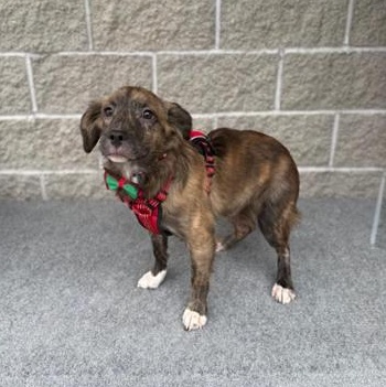 Rocki, an adopted Mixed Breed in Greensburg, PA image 3/3