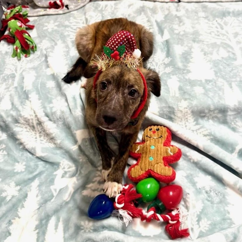 Rocki, adopted, Young Male Mixed Breed.