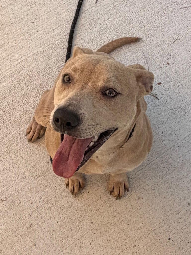 Enlarge 26-316 Raz, a Adoptable Labrador Retriever in Tarboro, NC image 2/3