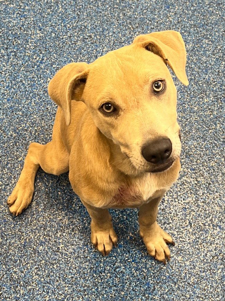 26-316 Raz, Adoptable, Young Male Labrador Retriever.