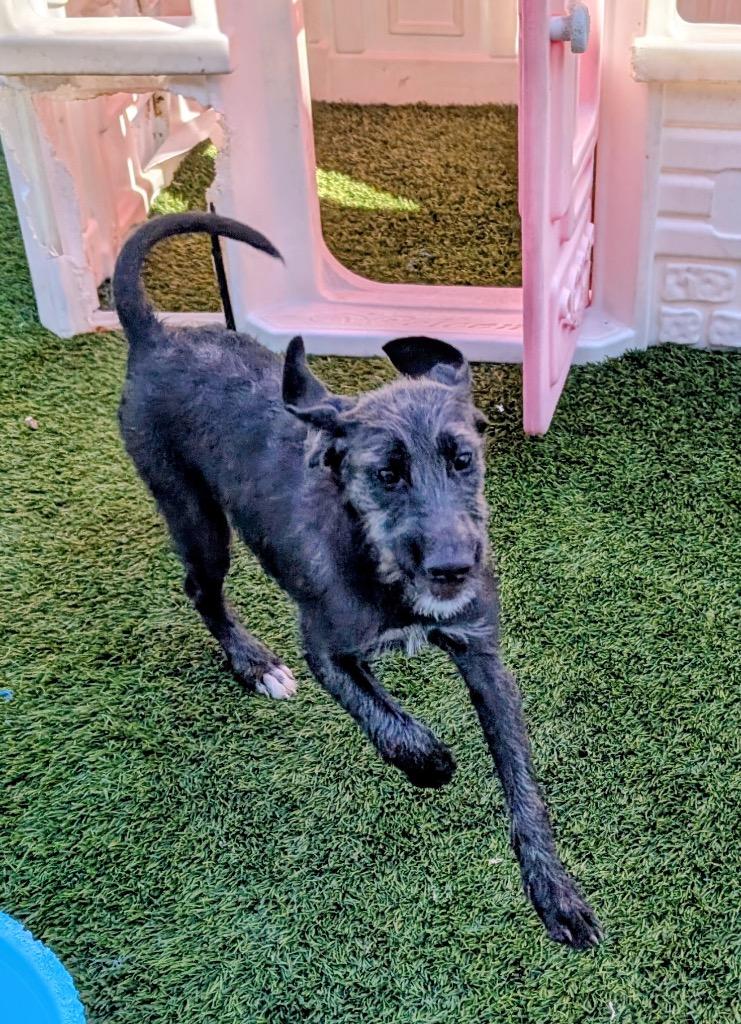 Pumpkin-6 Mo Puppy!, Adoptable, Puppy Female Scottish Terrier & Irish Wolfhound.