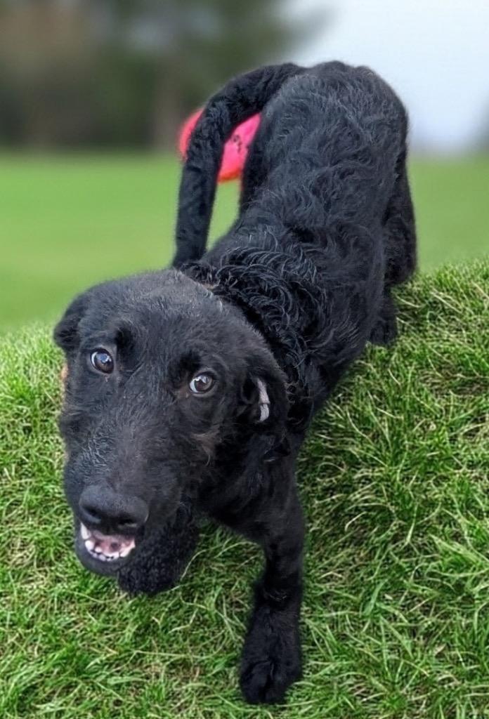 Pumpkin-6 Mo Puppy!, Adoptable, Puppy Female Scottish Terrier & Irish Wolfhound.