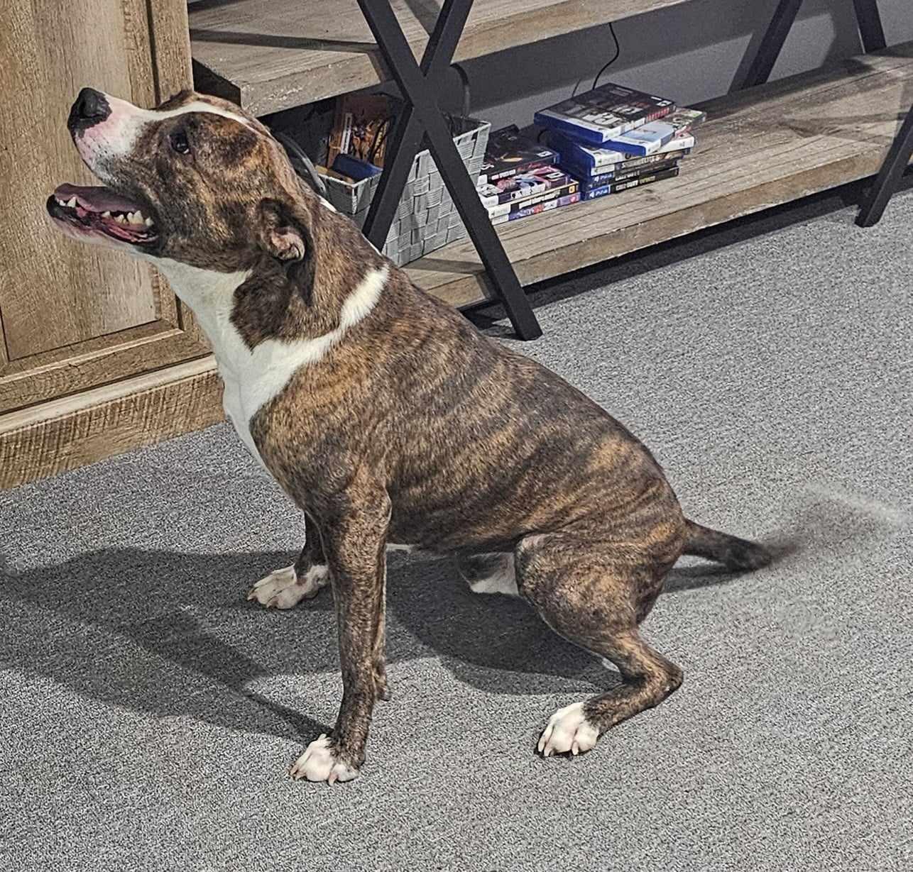 Nico, a Adoptable mixed breed in Mount Airy, NC image 1/3