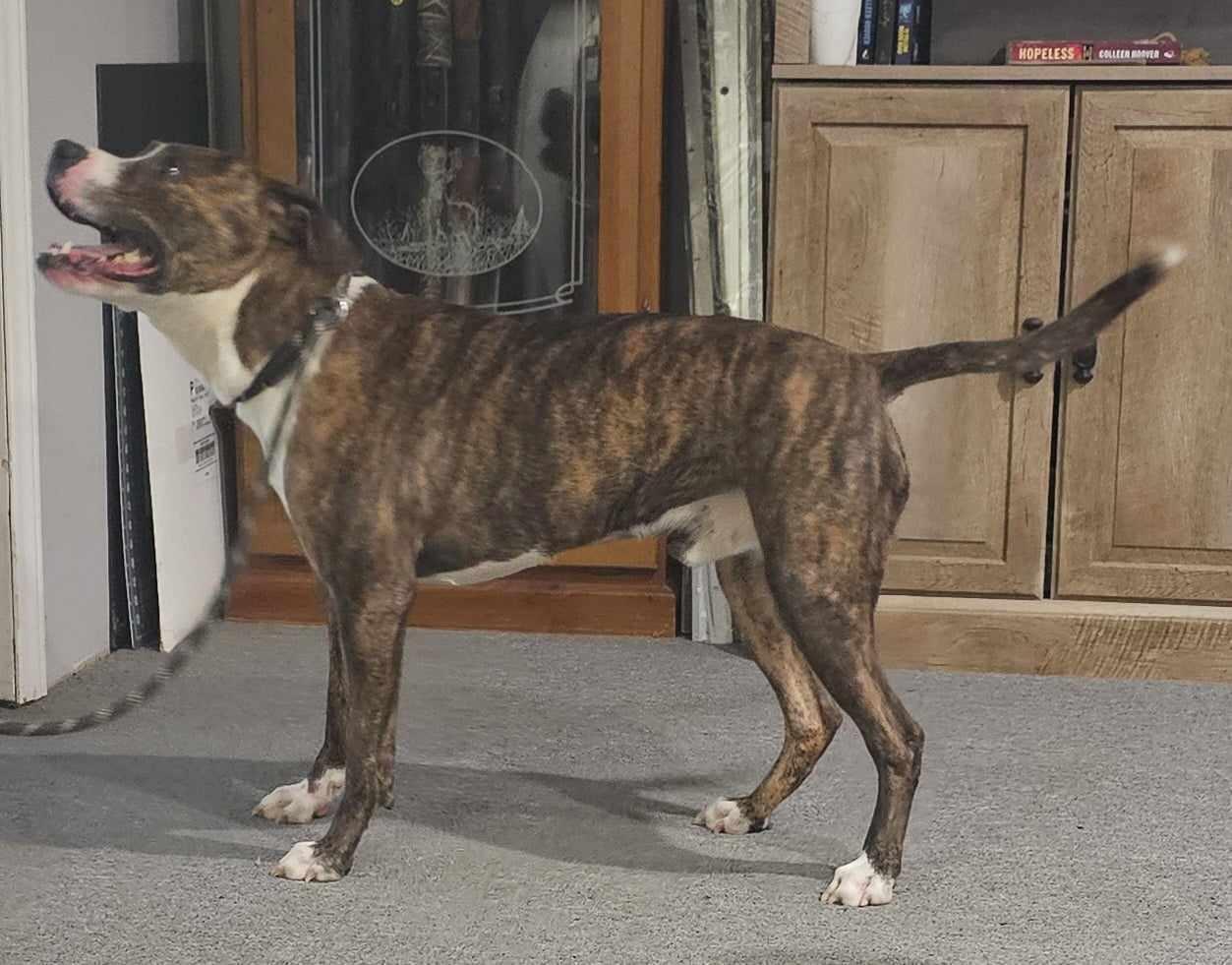 Nico, a Adoptable mixed breed in Mount Airy, NC image 2/3