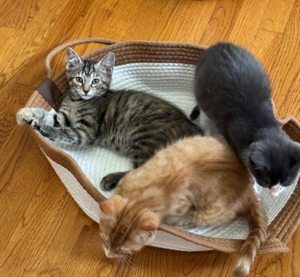 Newt, Adoptable, Kitten Female Domestic Short Hair.