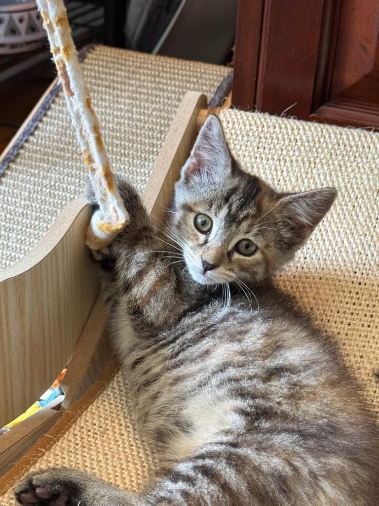 Enlarge Newt, a Adoptable mixed breed in Hampton, VA image 3/4