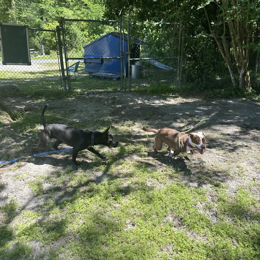 Houdini 27050, Adoptable, Adult Female Mixed Breed.