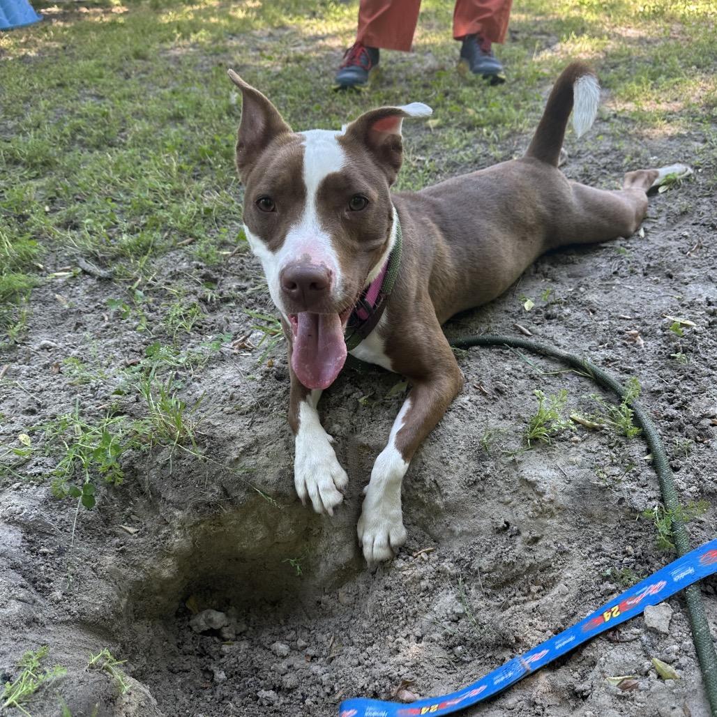 Enlarge Houdini 27050, a Adoptable Mixed Breed in Middleburg, FL image 2/5
