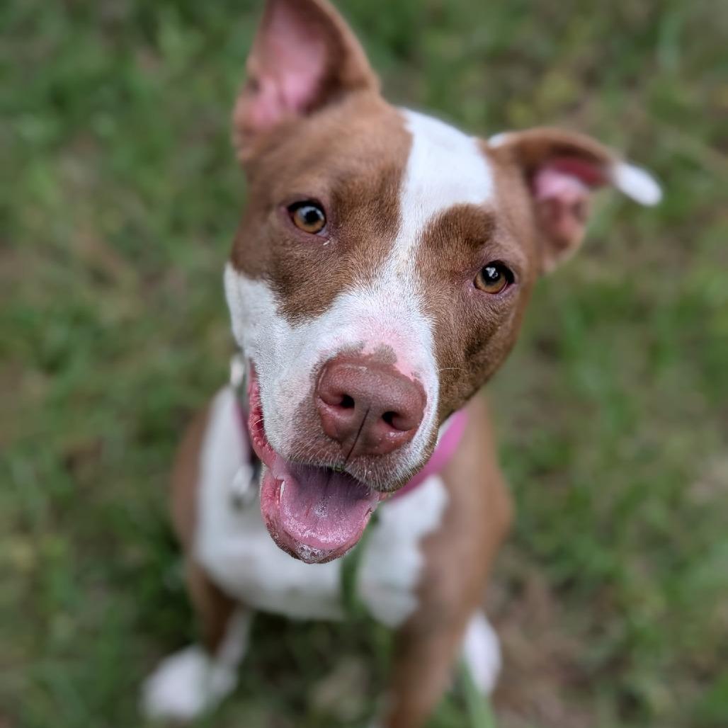 Enlarge Houdini 27050, a Adoptable Mixed Breed in Middleburg, FL image 3/5