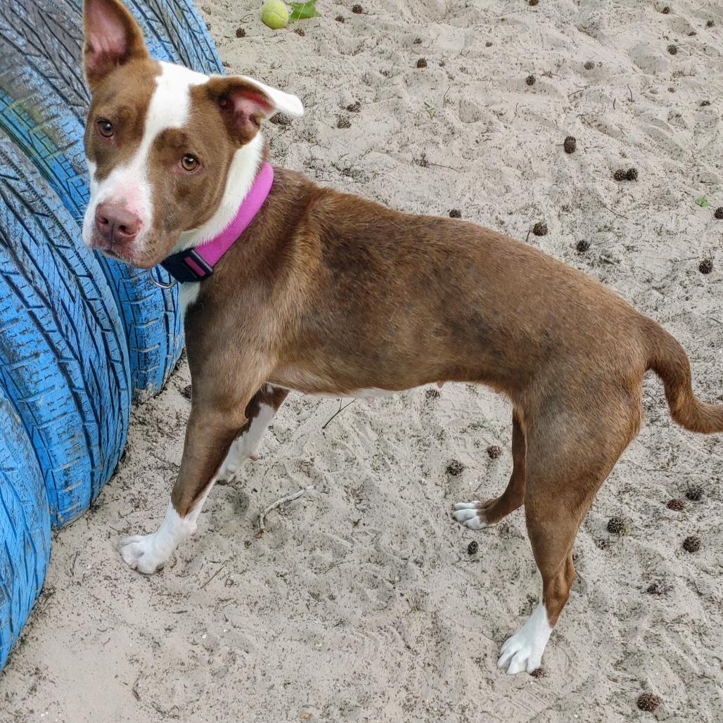 Enlarge Houdini 27050, a Adoptable Mixed Breed in Middleburg, FL image 4/5