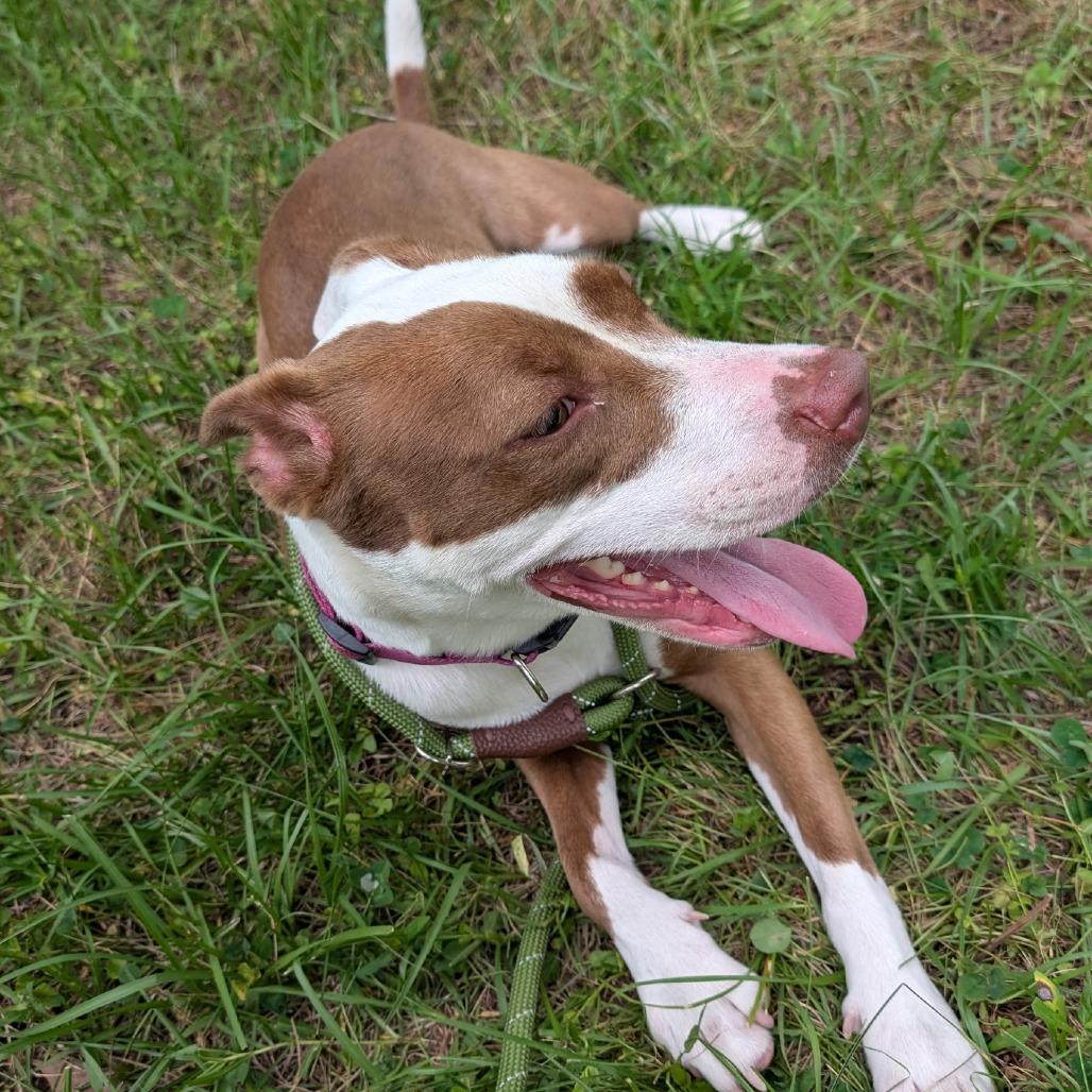 Enlarge Houdini 27050, a Adoptable Mixed Breed in Middleburg, FL image 5/5