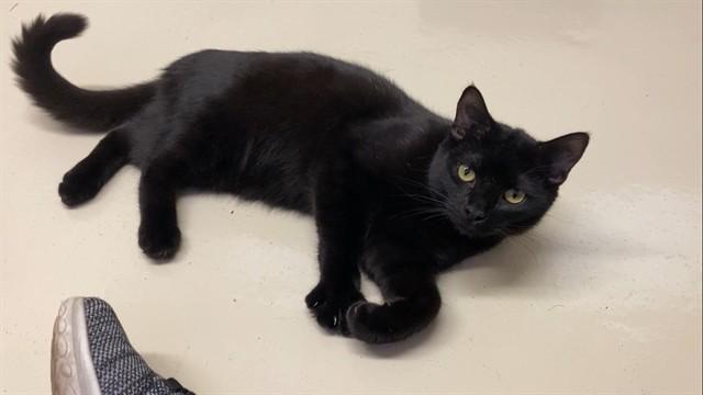 Enlarge RUFUS, a Adoptable Domestic Short Hair in Fremont, CA image 1/1